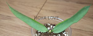 Hoya pandurata silver