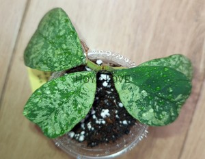 Hoya deykeae Morning Dew