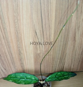 Hoya sp. aceh splash