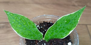Hoya polyneura albomarginata