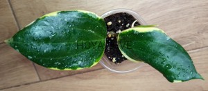 Hoya latifolia albomarginata round leaves