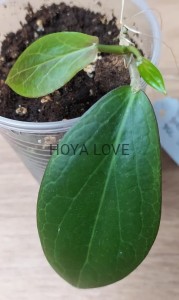 Hoya sp. surigao del sur