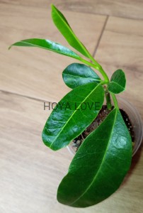 Hoya imperialis red