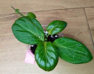 Hoya hellwigiana