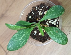 Hoya ETS-10