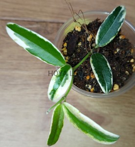 Hoya lyi prism