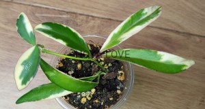 Hoya kentiana lori lyn albomarginata