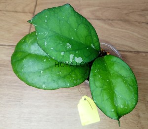 Hoya priktai