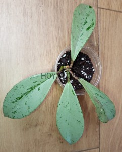 Hoya pubicalyx pink silver ghost