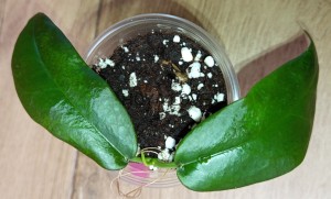 Hoya kaimuki