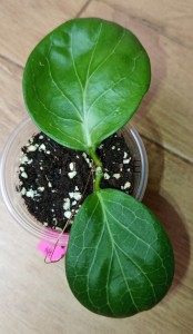 Hoya hellwigiana