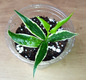 Hoya polyneura albomarginata