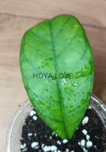 Hoya deykeae