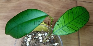 Hoya sp. gunung gading