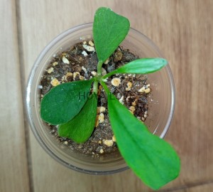 Hoya manipurensis