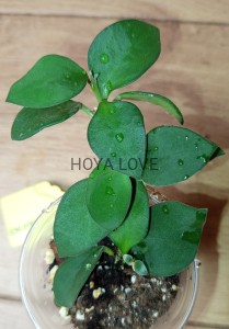 Hoya nummularioides 