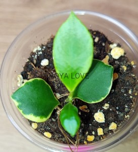 Hoya heuschkeliana albomarginata