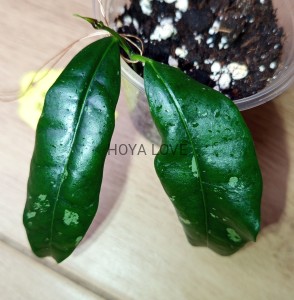 Hoya mappigera sabah (yellow corona)