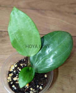 Hoya latifolia silver