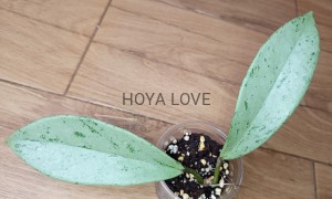 Hoya pubicalyx pink silver ghost