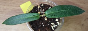Hoya hypolasia