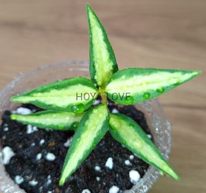 Hoya bella luis bois