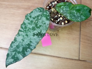 Hoya caudata gold
