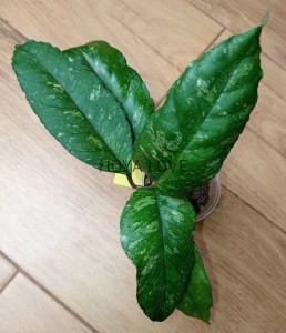 Hoya sp. previously vitellinodes