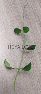 Hoya carmelae