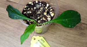 Hoya nicholsoniae satin ghost