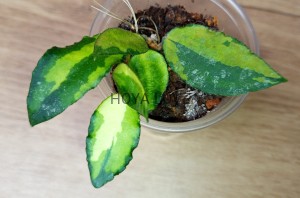 Hoya caudata variegata