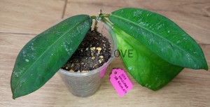 Hoya fauziana ssp. angulata