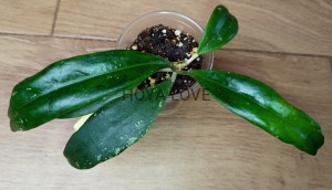 Hoya juannguoiana
