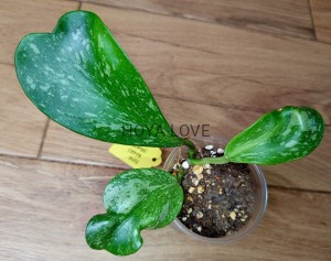 Hoya kerrii splash