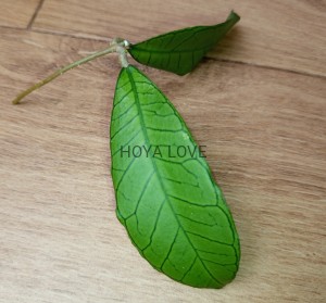 Hoya sp. gunung gading