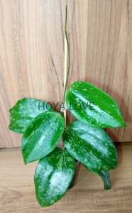 Hoya macrophylla snow queen