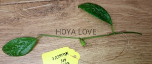 Hoya biakensis aff. indonesia