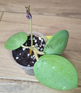 Hoya verticillata silver
