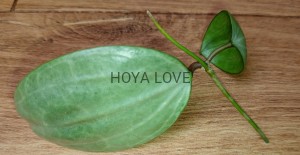 Hoya latifolia silver