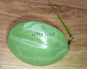 Hoya latifolia silver