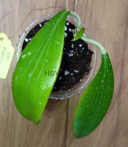 Hoya nicholsoniae cinnamon candy
