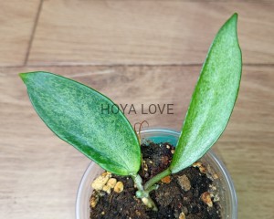 Hoya silver lady (XIAOJIE 003)
