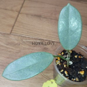 Hoya carnosa Wilbur Graves Silver