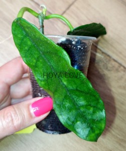 Hoya sp. welsh mountain zoo 