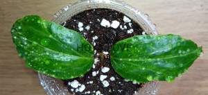 Hoya crocodile
