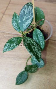 Hoya carnosa wilbur graves