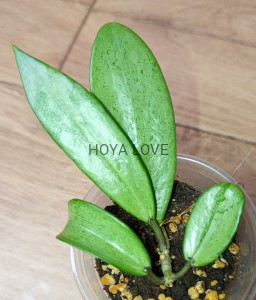 Hoya silver lady (XIAOJIE 003)