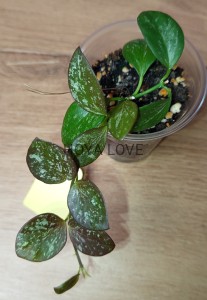 Hoya collina= IR26