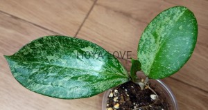 Hoya michele silver