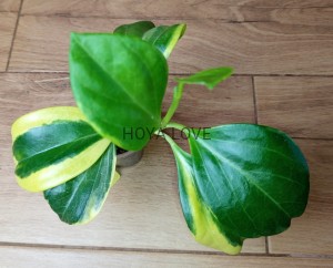 Hoya pachyclada albomarginata